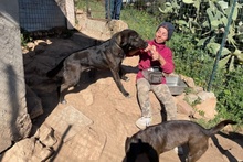 ARGO, Hund, Labrador-Mix in Italien - Bild 20