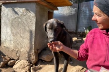 ARGO, Hund, Labrador-Mix in Italien - Bild 21