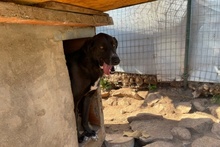 ARGO, Hund, Labrador-Mix in Italien - Bild 22