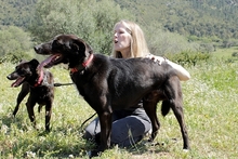 ARGO, Hund, Labrador-Mix in Italien - Bild 5