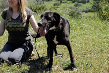 ARGO, Hund, Labrador-Mix in Italien - Bild 7