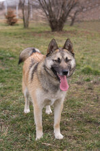 BECKY, Hund, Mischlingshund in Kroatien - Bild 1