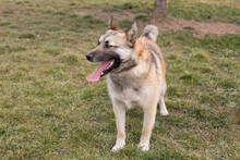 BECKY, Hund, Mischlingshund in Kroatien - Bild 4