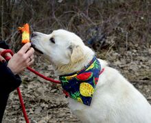 BAXTER, Hund, Mischlingshund in Slowakische Republik - Bild 12
