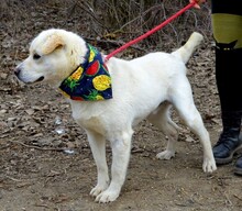 BAXTER, Hund, Mischlingshund in Slowakische Republik - Bild 3
