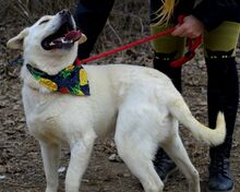 BAXTER, Hund, Mischlingshund in Slowakische Republik - Bild 4