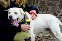 BAXTER, Hund, Mischlingshund in Slowakische Republik - Bild 5