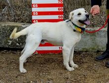BAXTER, Hund, Mischlingshund in Slowakische Republik - Bild 8
