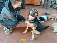 ARON, Hund, Deutscher Schäferhund-Labrador-Mix in Italien - Bild 3