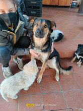 ARON, Hund, Deutscher Schäferhund-Labrador-Mix in Italien - Bild 4