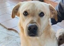 BIAGIO, Hund, Deutscher Schäferhund-Labrador-Mix in Italien - Bild 1