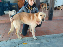 BIAGIO, Hund, Deutscher Schäferhund-Labrador-Mix in Italien - Bild 3