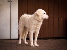 ORSETTA, Hund, Maremma Abruzzenhund-Mix in Güntersleben - Bild 11