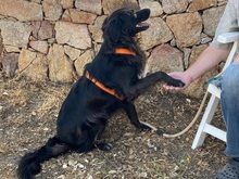 NICKY, Hund, Mischlingshund in Italien - Bild 10