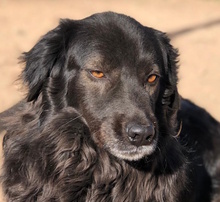 NICKY, Hund, Mischlingshund in Düsseldorf - Bild 1