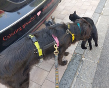 NICKY, Hund, Mischlingshund in Düsseldorf - Bild 11