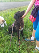 NICKY, Hund, Mischlingshund in Düsseldorf - Bild 4