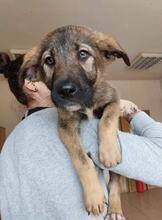 BONNIE, Hund, Mischlingshund in Bulgarien - Bild 2