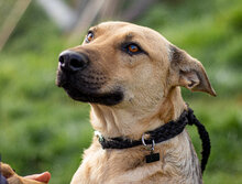 LIKÖR, Hund, Mischlingshund in Ungarn - Bild 1