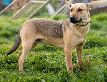 LIKÖR, Hund, Mischlingshund in Ungarn - Bild 2