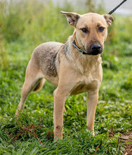 LIKÖR, Hund, Mischlingshund in Ungarn - Bild 4