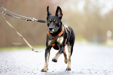 TOLPAN, Hund, Mischlingshund in Essen - Bild 2