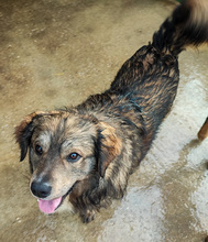 ELIAS, Hund, Mischlingshund in Kroatien - Bild 2