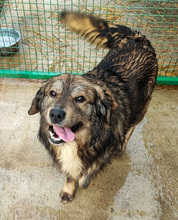 ELIAS, Hund, Mischlingshund in Kroatien - Bild 4