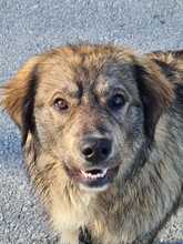 ELIAS, Hund, Mischlingshund in Kroatien - Bild 6