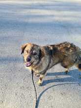 ELIAS, Hund, Mischlingshund in Kroatien - Bild 7