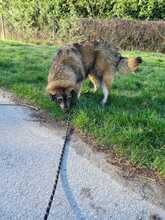 ELIAS, Hund, Mischlingshund in Kroatien - Bild 9