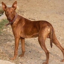 THEO, Hund, Podenco in Spanien - Bild 1