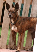 WINSTON, Hund, Mischlingshund in Spanien - Bild 1