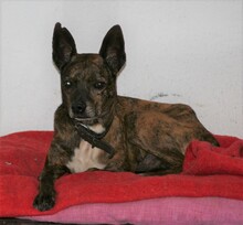 WINSTON, Hund, Mischlingshund in Spanien - Bild 2