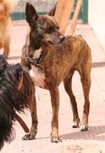 WINSTON, Hund, Mischlingshund in Spanien - Bild 3
