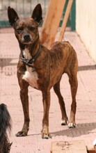 WINSTON, Hund, Mischlingshund in Spanien - Bild 4