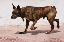WINSTON, Hund, Mischlingshund in Spanien - Bild 5