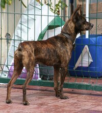WINSTON, Hund, Mischlingshund in Spanien - Bild 6