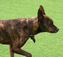 WINSTON, Hund, Mischlingshund in Spanien - Bild 7
