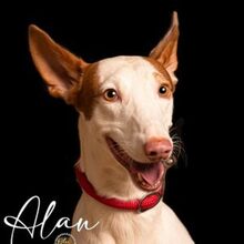ALAN, Hund, Podenco in Spanien - Bild 1