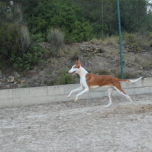 ALAN, Hund, Podenco in Spanien - Bild 14