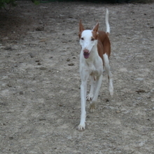 ALAN, Hund, Podenco in Spanien - Bild 6