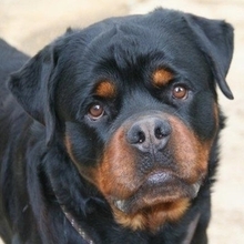 TRONCO, Hund, Rottweiler in Spanien - Bild 1