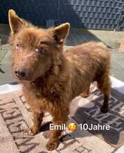 EMIL, Hund, Mischlingshund in Solingen