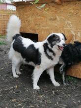DINA, Hund, Herdenschutzhund-Mix in Rumänien - Bild 1