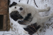 DINA, Hund, Herdenschutzhund-Mix in Rumänien - Bild 2