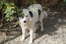 DINA, Hund, Herdenschutzhund-Mix in Rumänien - Bild 4