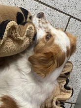 MONA, Hund, Mischlingshund in Wuppertal - Bild 10
