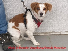 MONA, Hund, Mischlingshund in Wuppertal - Bild 13