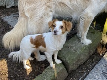 MONA, Hund, Mischlingshund in Wuppertal - Bild 8